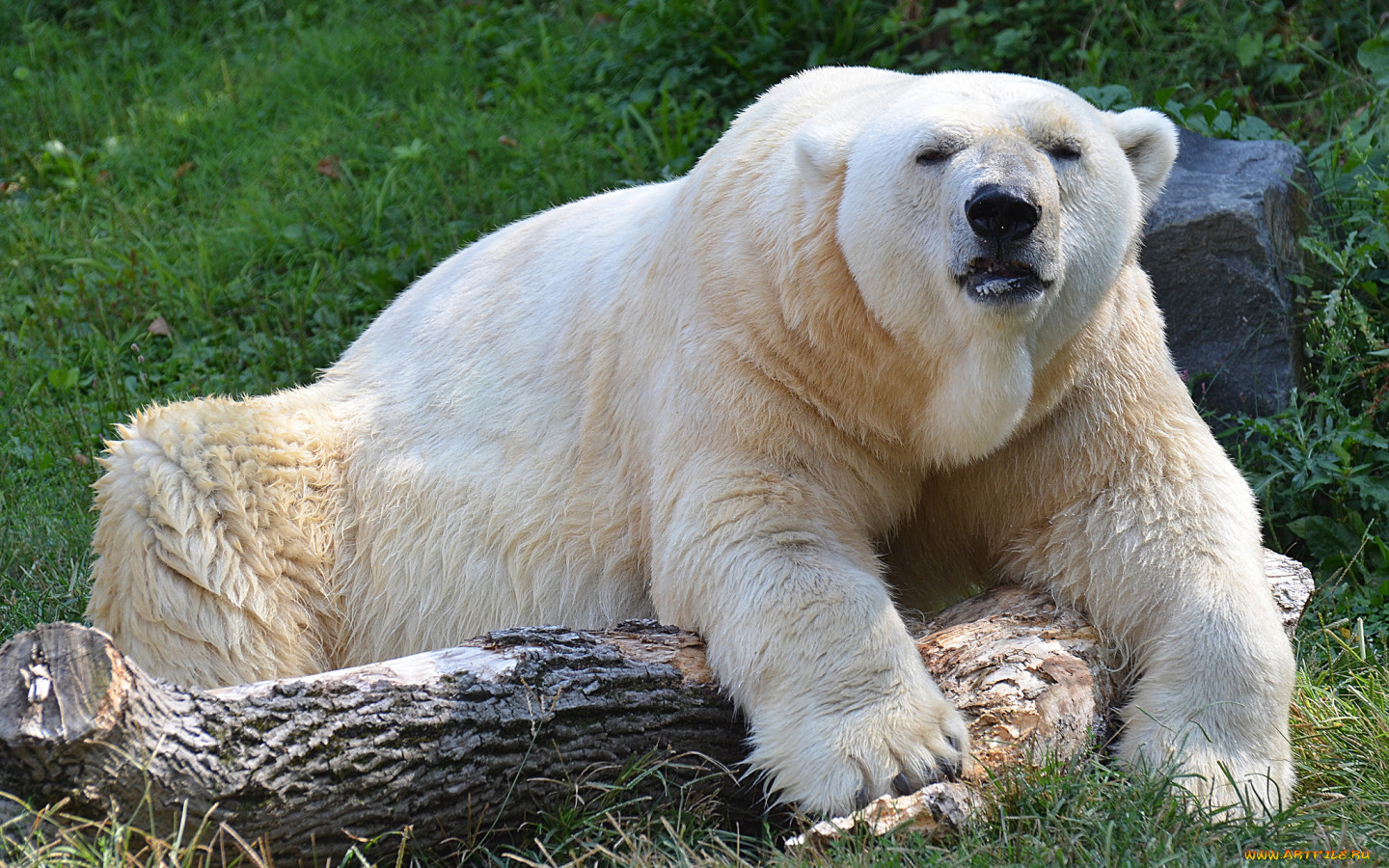 Самый большой белый медведь фото